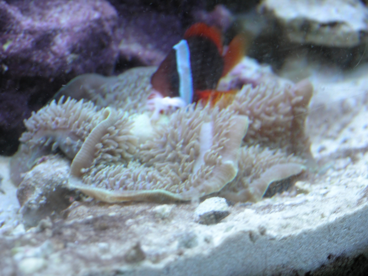 feeding wrong coral
