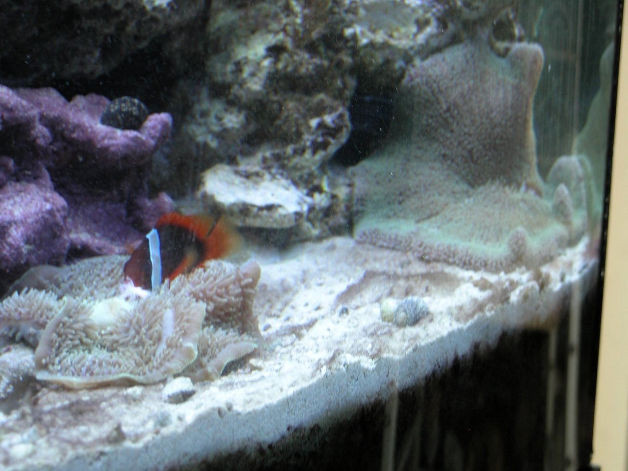 feeding wrong coral