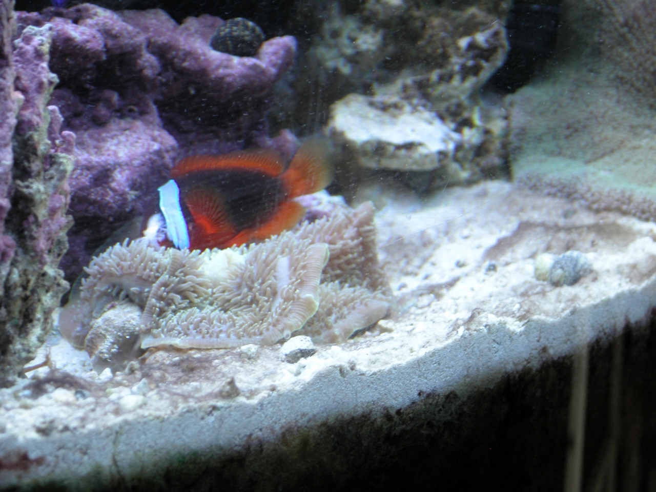feeding wrong coral