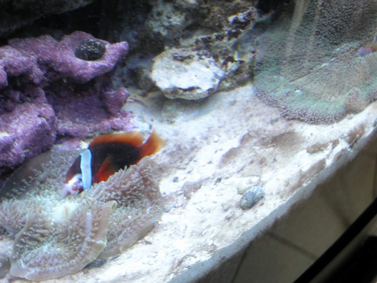 feeding wrong coral