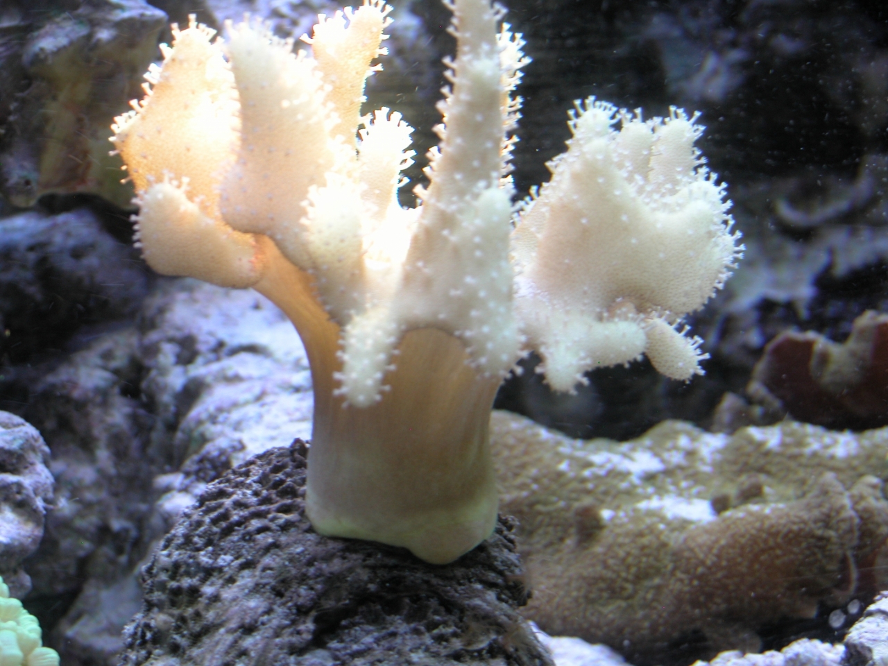 Devil&#039;s Hand Leather Coral   (Lobophytum sp.)