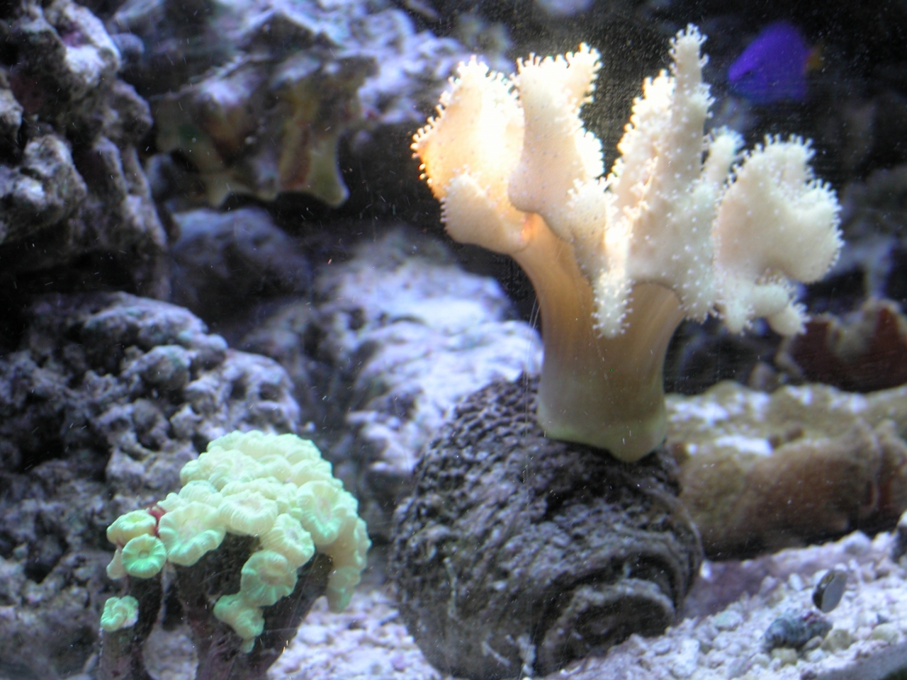 Devil&#039;s Hand Leather Coral   (Lobophytum sp.)