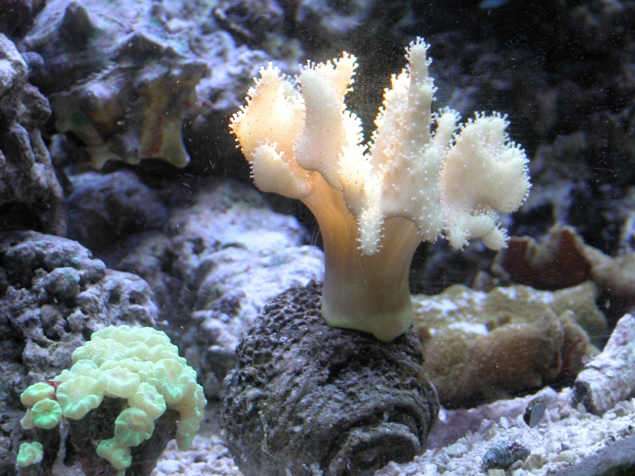 Devil&#039;s Hand Leather Coral   (Lobophytum sp.)
