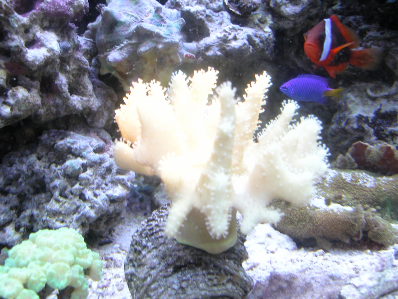 Devil&#039;s Hand Leather Coral   (Lobophytum sp.)