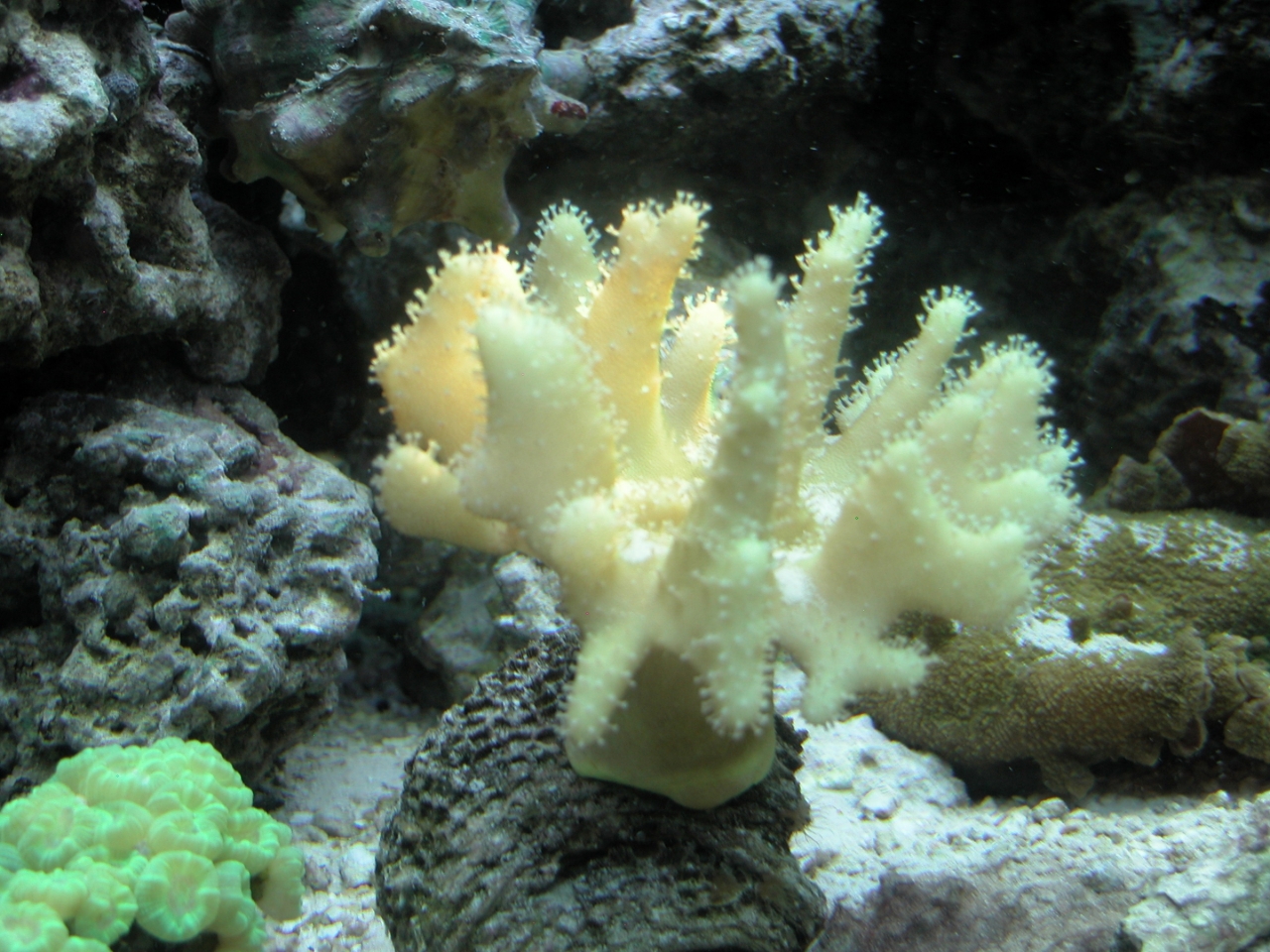 Devil&#039;s Hand Leather Coral   (Lobophytum sp.)<br />
<br />
Natural Light