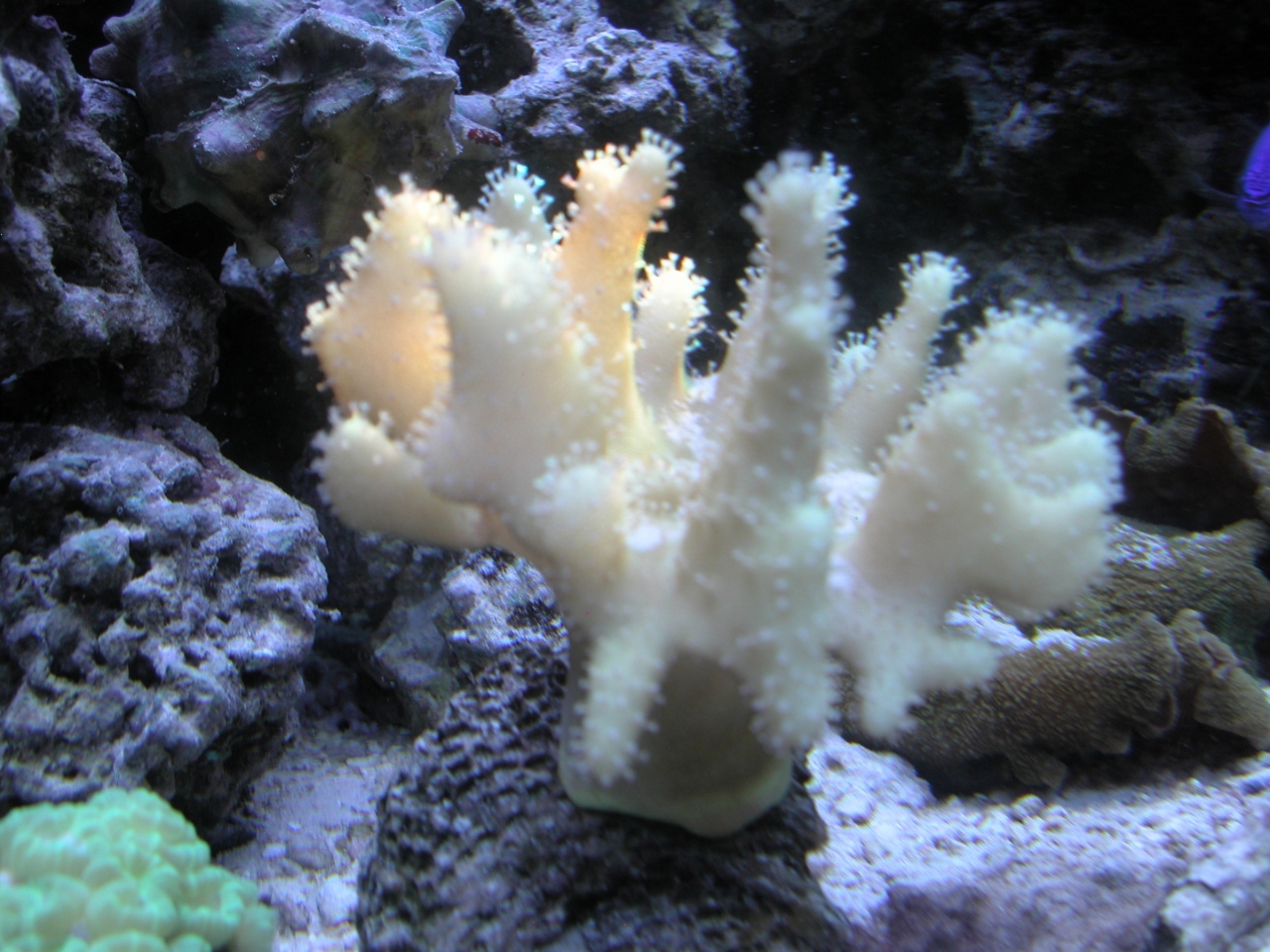 Devil&#039;s Hand Leather Coral   (Lobophytum sp.)<br />
<br />
Natural Light