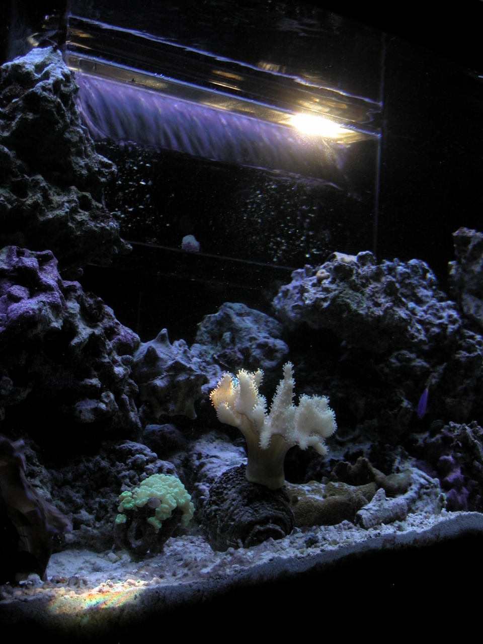 Devil&#039;s Hand Leather Coral   (Lobophytum sp.)<br />
<br />
Natural Light