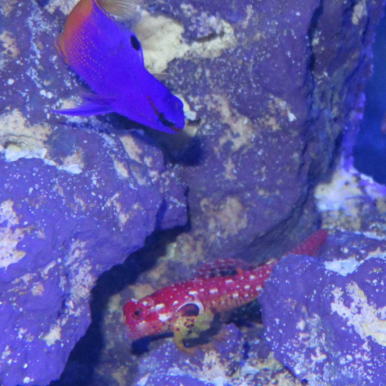 Pick this nice gentleman up yesterday.  The Royal Gramma doesn&#039;t like him so close but...
