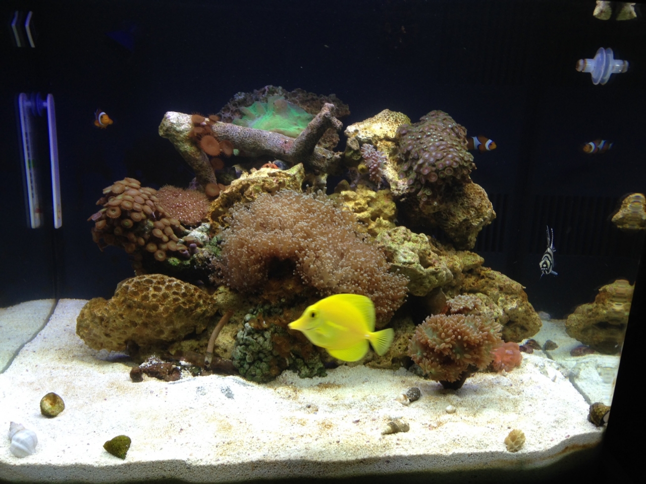 Nano tank