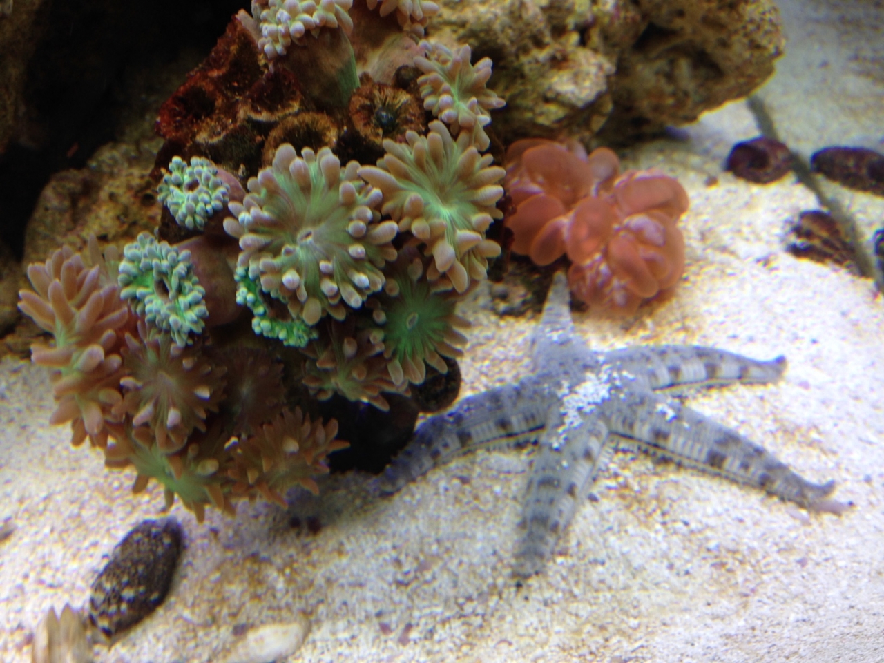 Nano Tank