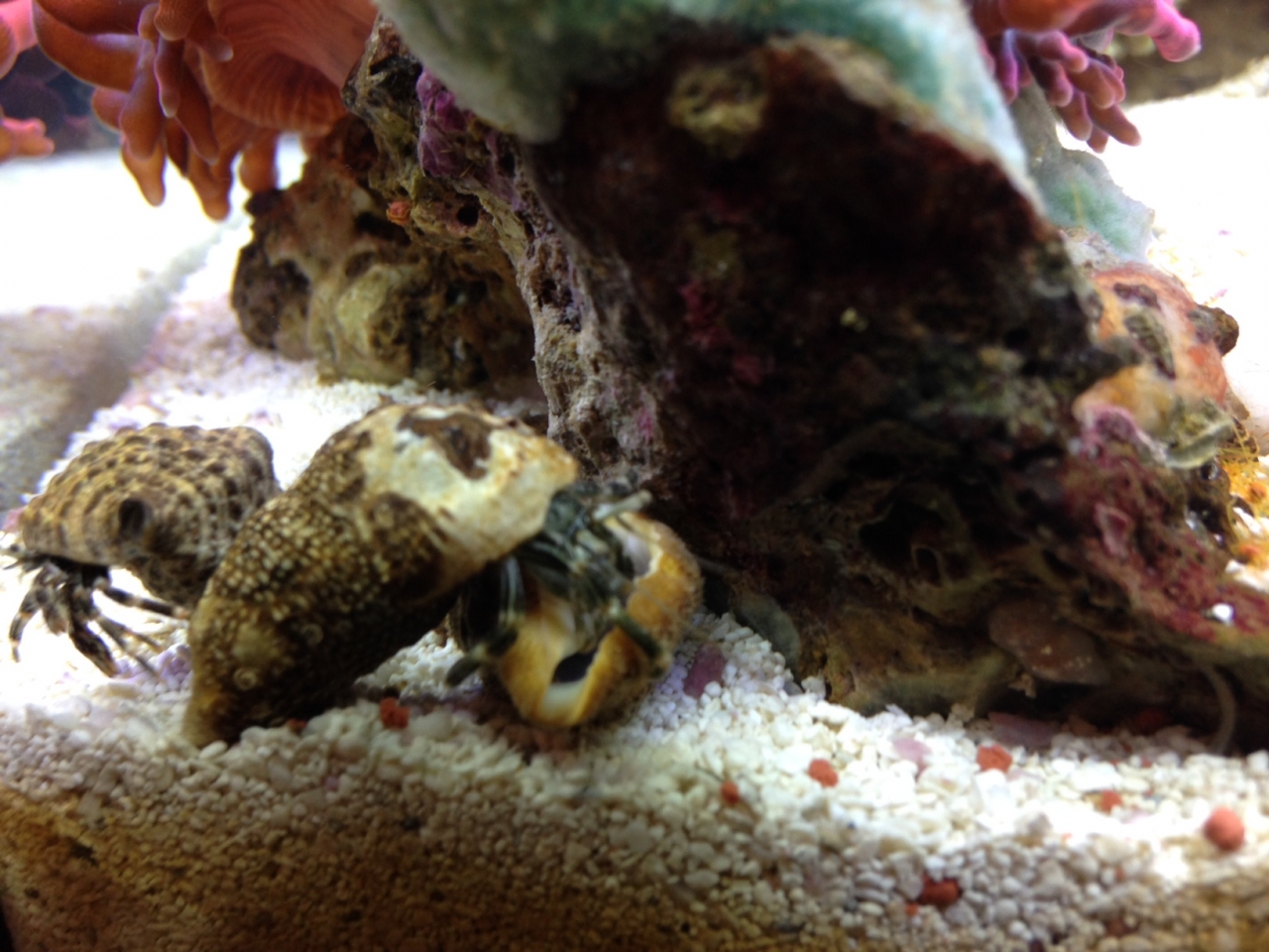Crab Wars!