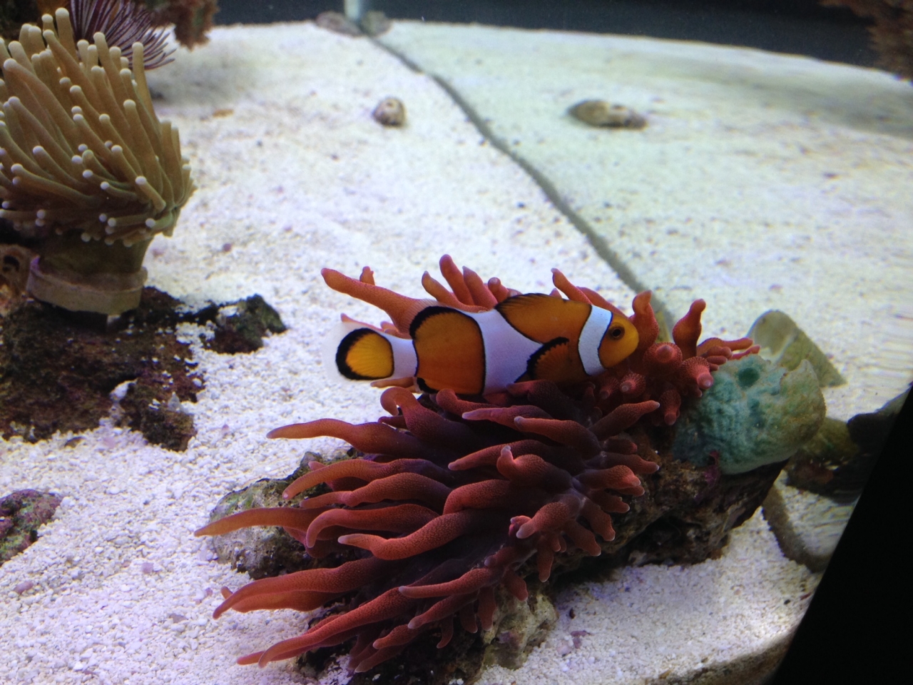 Nano Tank