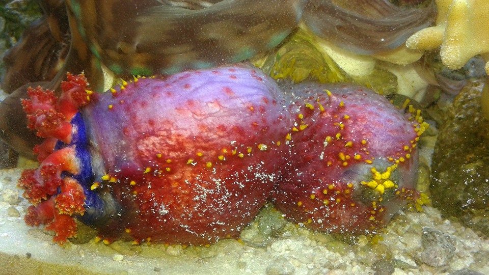 Sea Apple