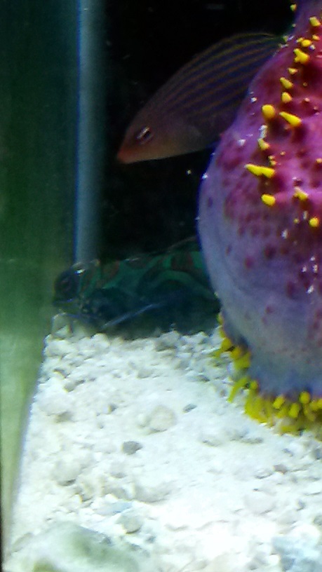 Mandarin and Anthias