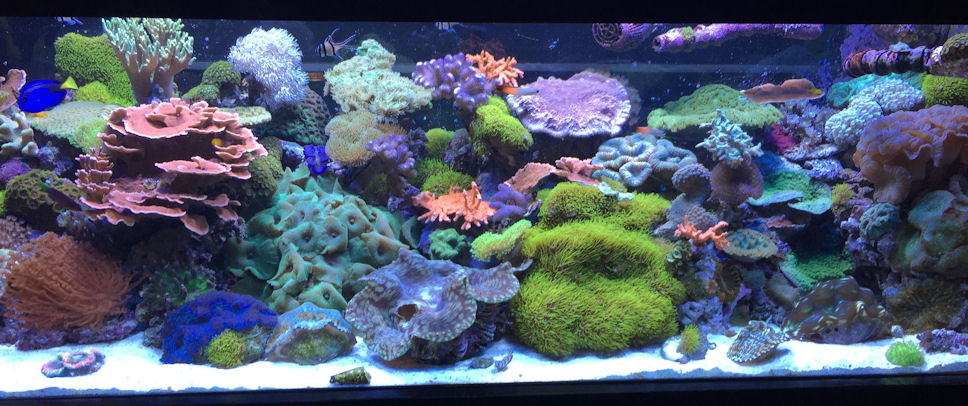 This reef aquarium in a restaurant in Los Angeles uses a Hamilton Cebu Sun system with Metal...