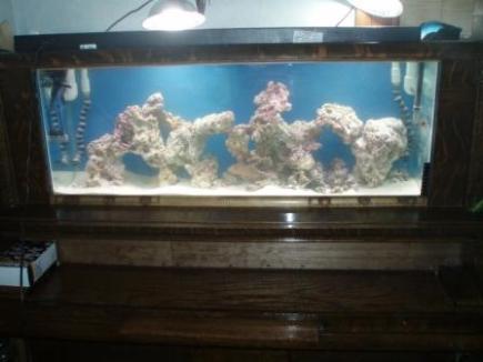 reef tank again
