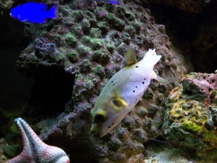 The puffer was trying to eat the star. I think the star is in a defensive position. The puffer gave...