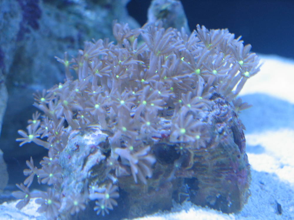 Dont know the name of this one, wife calls it daisy coral.