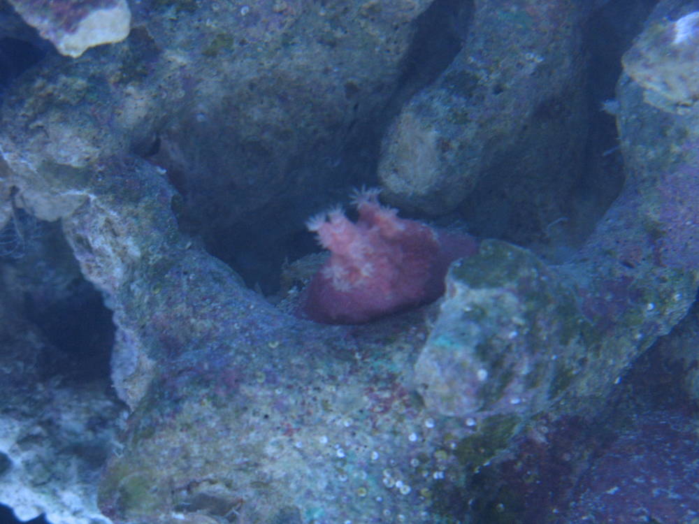 This frag has been growing good! Allot of new polpys.
