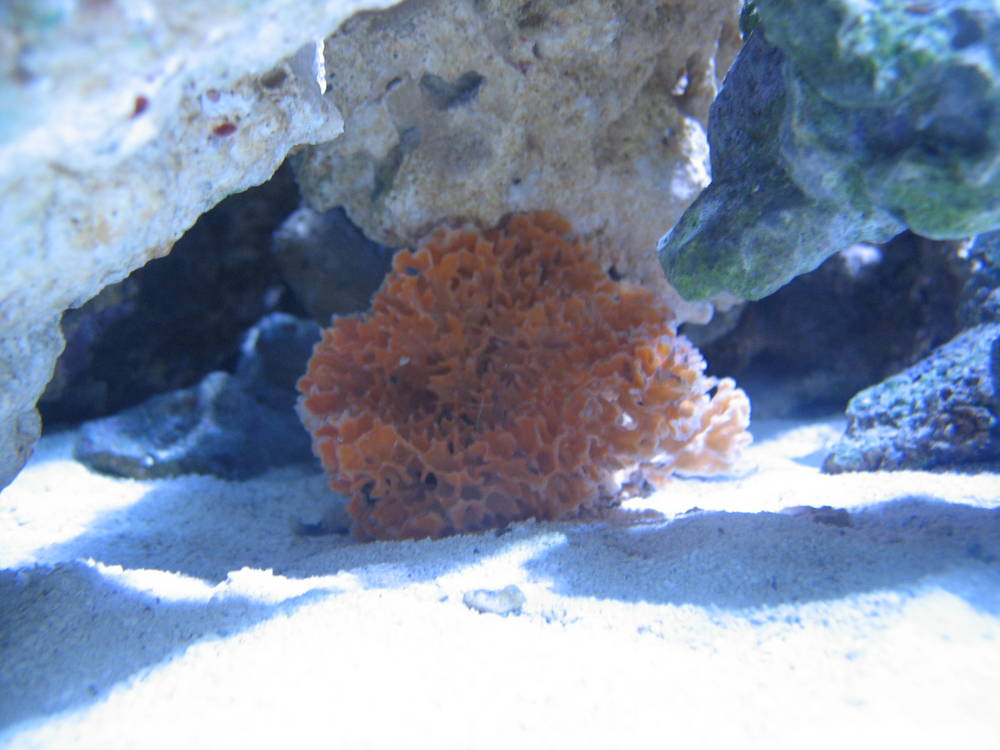 This frag came with all sorts of hitch hikers!