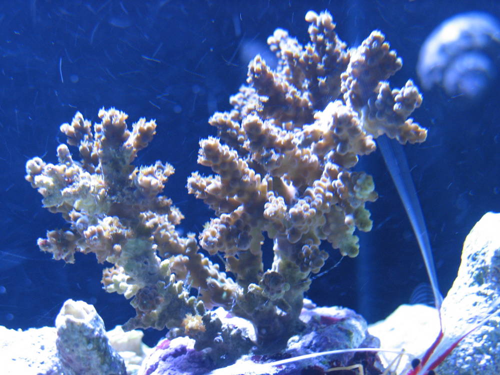 First SPS frag with new MH!