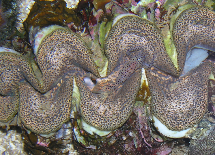 this is not my photo but i think it is really cool. look in the center of the mantle and you can...