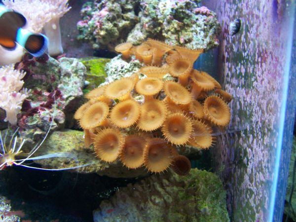 The only brown coral I like, lol.