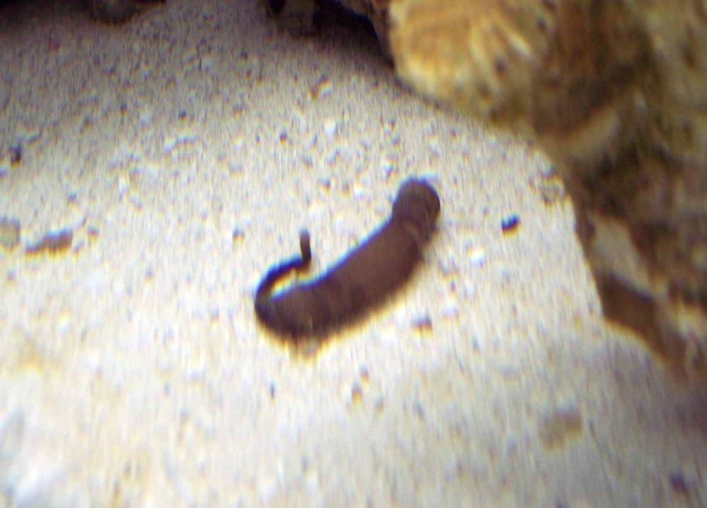 My possible peanut worm, blurry pic, but it shows the &quot;tail&quot; side which is stringy. ..Why?
