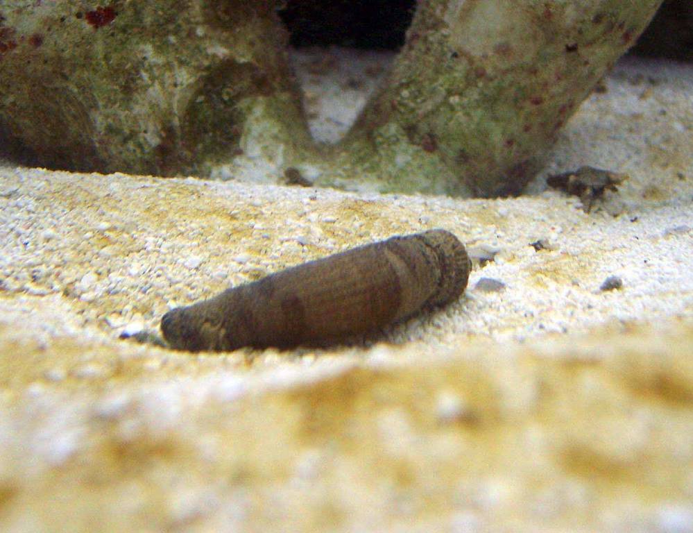 A better pic of the worm that appeared 4 days after adding some LR.