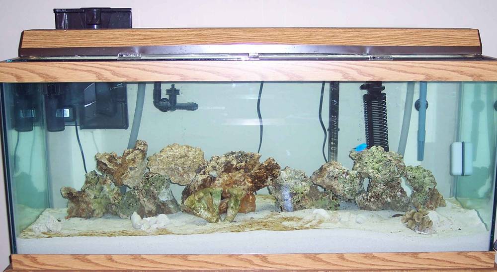 My aquarium set up while still cycling.