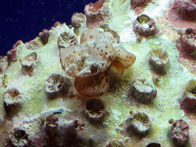 I think some type of sponge; do you know?