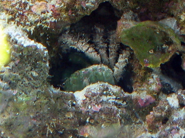 one of my three green crabs