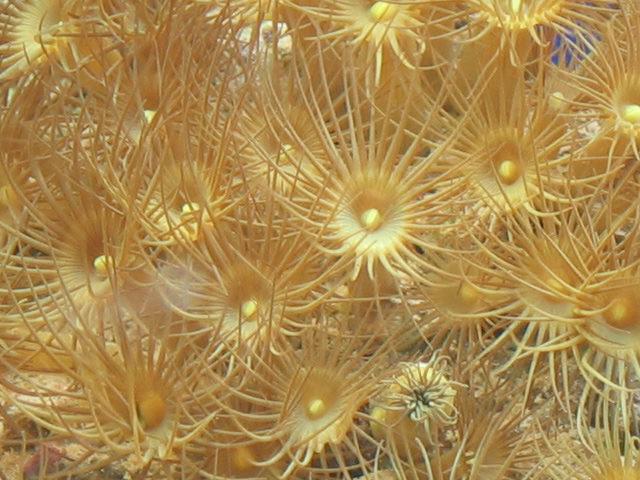 my yellow coral