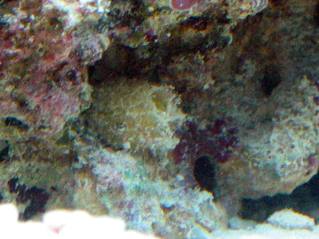 I guess its a sponge...