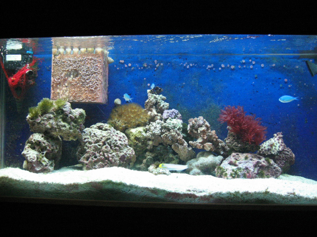 My tank, up since 12/06