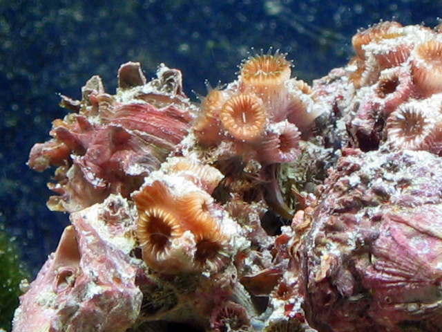 scallop and coral