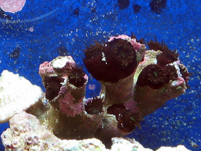 coral