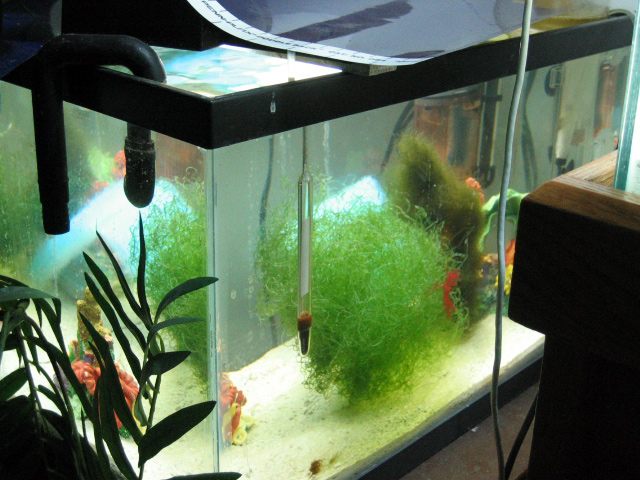 fuge tank