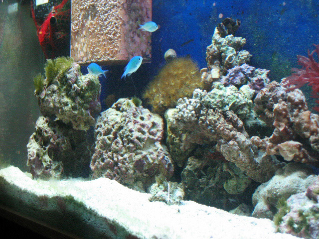 My tank