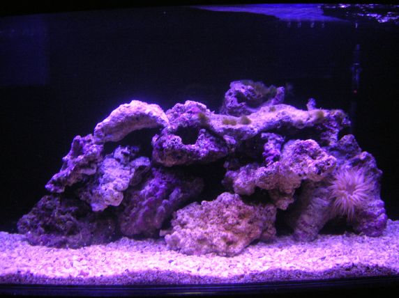 80 lbs of live rock so far (3-9-07) in the 150 (closeup view of rock) <br />
<br />
-the new...