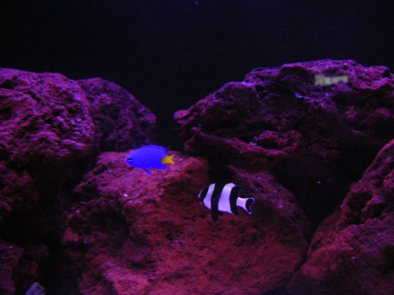 this was the same day before we put the 80lbs of live rock in. We had lava rock in there before but...