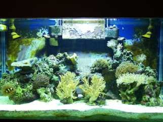 55 gal