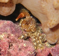 my unknown hitchhiker