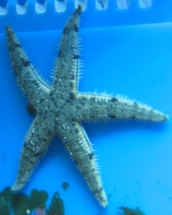 my sand sifting starfish walking on the back wall of the tank