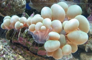 green bubble saved from a negleted fish tank