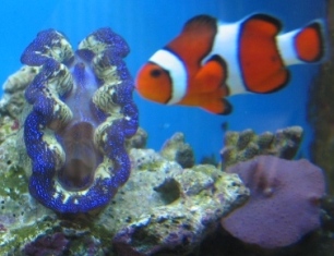 clam saved from a shady LFS
