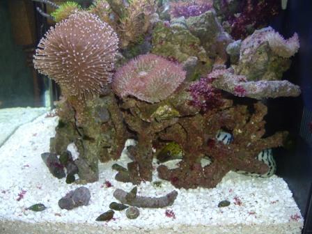 Another shot of Fimbriated eel