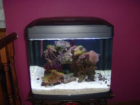 This is my NEW setup in the new tank