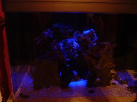 My new tank