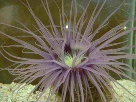 Nice and big purple and green tube anemone